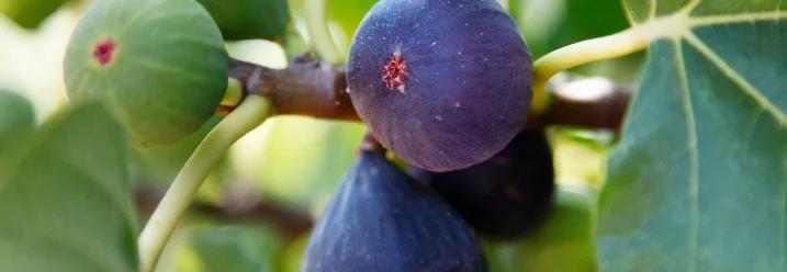 Reife Feigen an einem Ast